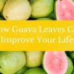 how guava leaves can improve your life