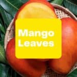 mango leaves and weight loss
